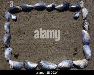 Blue Mussels, Mytilus edulis, formed as a frame on the sandy beach. Stock Photo