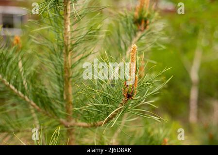New spring shoots of evergreen tree Pine  with  buds on a young pine branch growing in evergreen coniferous forest. Stock Photo