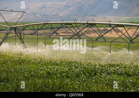 Automated Irrigation System for Agriculture Stock Photo