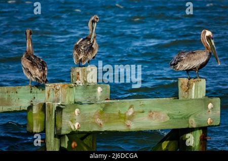 Brown pelicans (Pelecanus occidentalis) perch on a broken pier in Gulfport Harbor, April 24, 2022, in Gulfport, Mississippi. Stock Photo