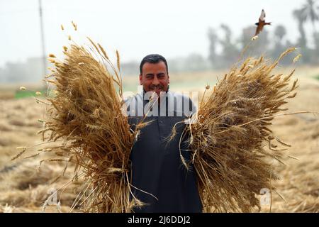 (220430) -- MONUFIA (EGYPT), April 30, 2022 (Xinhua) -- A farmer harvests wheat in a field in Monufia Province, Egypt, on April 30, 2022. Egypt has entered the season of wheat harvest. (Xinhua/Ahmed Gomaa) Stock Photo