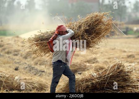 (220430) -- MONUFIA (EGYPT), April 30, 2022 (Xinhua) -- A farmer harvests wheat in a field in Monufia Province, Egypt, on April 30, 2022. Egypt has entered the season of wheat harvest. (Xinhua/Ahmed Gomaa) Stock Photo