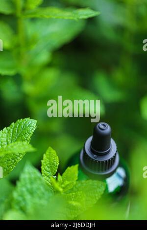 Peppermint essential oil.Green glass bottle in fresh mint.Aromatherapy and homeopathy.  Stock Photo