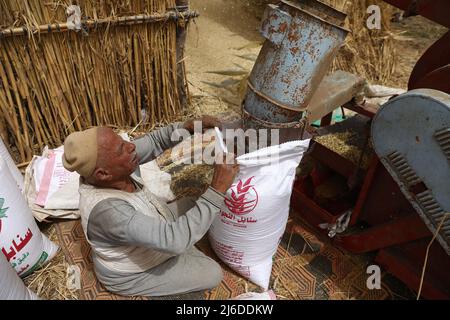 (220430) -- MONUFIA (EGYPT), April 30, 2022 (Xinhua) -- A farmer packs shelled wheat in Monufia Province, Egypt, on April 30, 2022. Egypt has entered the season of wheat harvest. (Xinhua/Ahmed Gomaa) Stock Photo