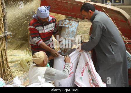 (220430) -- MONUFIA (EGYPT), April 30, 2022 (Xinhua) -- Farmers pack shelled wheat in Monufia Province, Egypt, on April 30, 2022. Egypt has entered the season of wheat harvest. (Xinhua/Ahmed Gomaa) Stock Photo