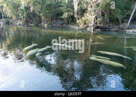 A herd of Florida Manatee (Trichechus manatus latirostris) swimming in the crystal-clear spring water at Blue Spring State Park in Florida, USA Stock Photo