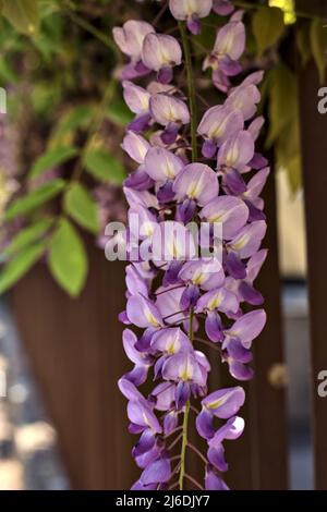 Wisteria growing on an old fence seen up close Stock Photo