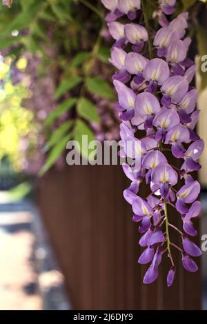 Wisteria growing on an old fence seen up close Stock Photo