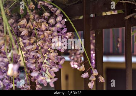 Wisteria growing on an old fence seen up close Stock Photo