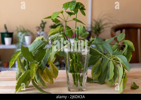 schefflera propagation from cuttings in water Stock Photo - Alamy