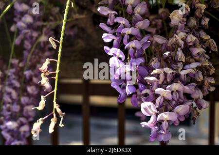 Wisteria growing on an old fence seen up close Stock Photo