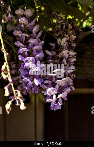 Wisteria growing on an old fence seen up close Stock Photo