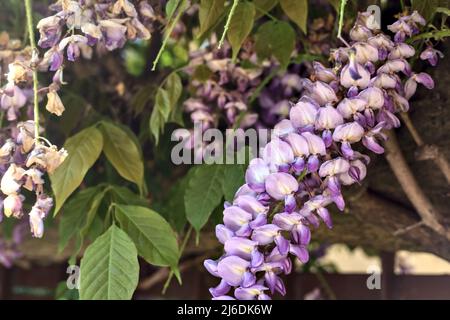 Wisteria growing on an old fence seen up close Stock Photo