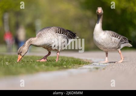 PRODUCTION - 22 April 2022, Bavaria, Nuremberg: Two gray geese run across a path to a green area at Wöhrder See. Wild geese are spreading more and more in Bavaria. (to dpa: 'Wild geese are spreading in Bavaria - and with them the problems') Photo: Daniel Karmann/dpa Stock Photo