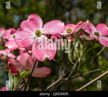 Pink dogwood flowers in Frick Park, a city park in Pittsburgh, Pennsylvania, USA on a sunny spring day Stock Photo