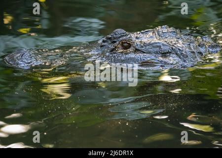 American alligator (Alligator mississippiensis) peering above the water in St. Augustine, Florida. (USA) Stock Photo