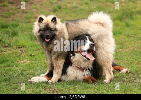 Keeshond and Bernese mountain dog happily playing in the grass. Stock Photo