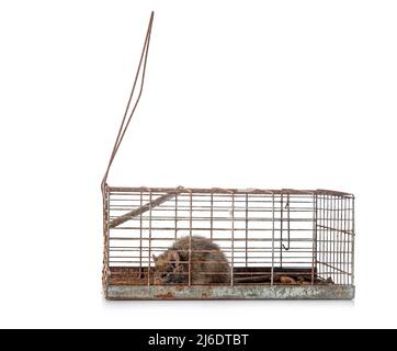 rat trap in front of white background Stock Photo