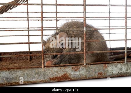 rat trap in front of white background Stock Photo