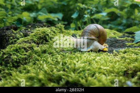 A large forest snail has exposed its antennae close-up on green moss in a forest thicket. Mollusk. Stock Photo