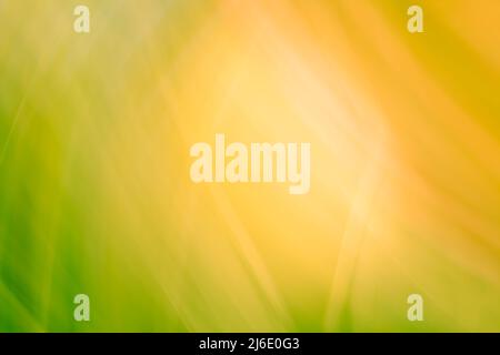 Abstraction of the sun through the green grass. Background in green-orange shades. Spring summer banner. Backdrop. Stock Photo