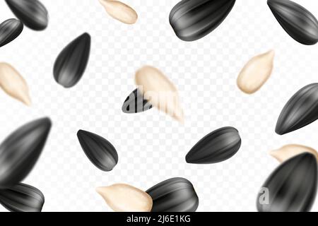 Sunflower seeds isolated seamless vector pattern. Realistic shelled seeds isolated on white background. Stock Vector