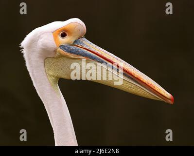 light pink pelican head, Pelecanus onocrolatus, side portrait of a big water bird on dark background Stock Photo
