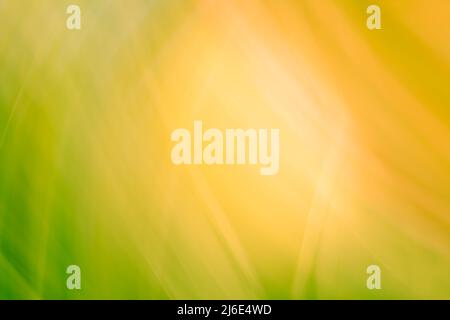 Abstraction of the sun through the green grass. Background in green-orange shades. Spring summer banner. Backdrop. Stock Photo