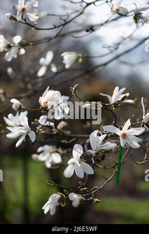 White Magnolia flowers on the branches close up. Stock Photo