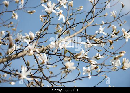 White Magnolia flowers on the branches against the blue sky. Stock Photo