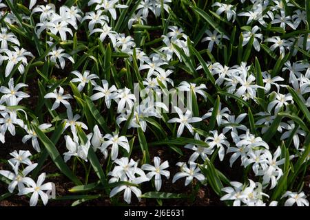 Glory of the Snow flowers, Chionodoxa luciliae Alba, blooming in the garden. Stock Photo