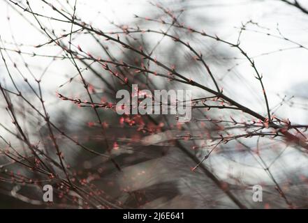 Katsura tree stem with buds and flowers, Cercidiphyllum japonicum in early spring. Stock Photo