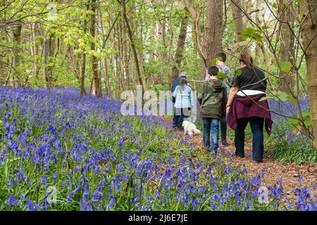 A family on a walk through the bluebell woods near Worfiled in Shropshire, UK Stock Photo