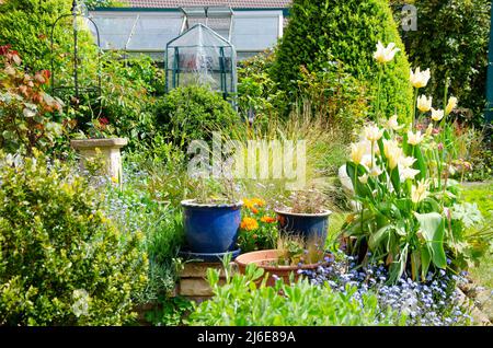 Blue ceramic planters form a focal point in a cottage garden ...