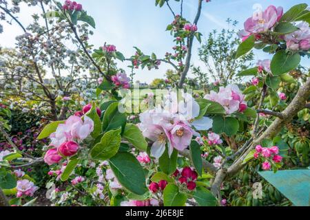 White and pink apple blossom on an apple tree which is full of pretty flowers. Stock Photo