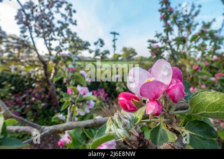 White and pink apple blossom on an apple tree which is full of pretty flowers. Stock Photo