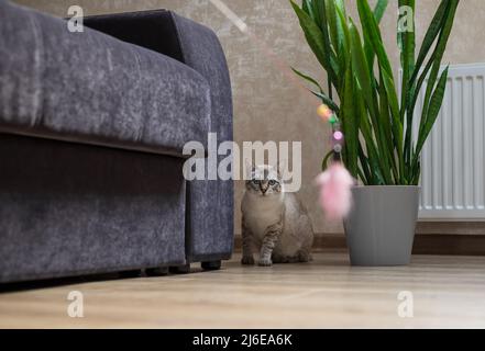 playful cat hunting to feather toy Stock Photo