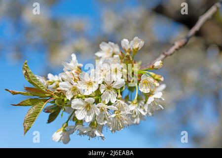 Flowering cherry tree, Prunus avium, in spring Stock Photo