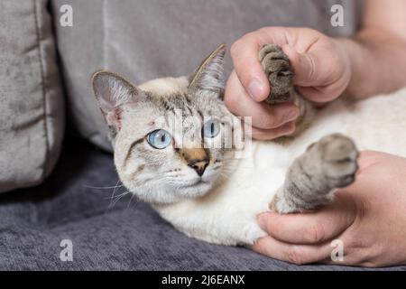 funny cat lying on sofa and playing with owner Stock Photo