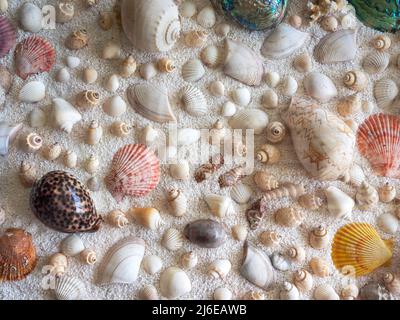 Seashell background. Various colorful, kinds and shapes seashell on white small gravel sand beach background. Stock Photo