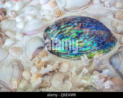 Close-up beautiful natural shape of shiny abalone seashell on various of seashell background. Stock Photo