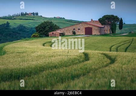 Stunning countryside scenery with green grain fields and rustic rural building in background, Tuscany, Italy, Europe Stock Photo