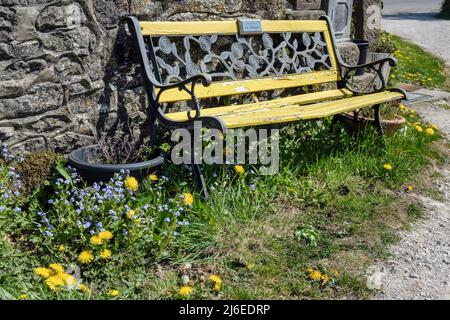 Dandelions and forget me nots growing beside a memorial bench in Biggin, Peak District National Park, Derbyshire, England Stock Photo