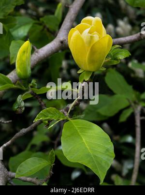 Magnolia Yellow Bird (Magnolia x brooklynensis). Baden Baden, Baden Wuerttemberg, Germany Stock Photo