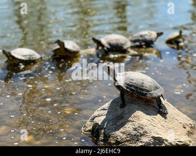water turtles, closeup group of small water turtles standing on rocks to rest or sunbathing in a lake or pond in a natural park in a sunny day. reptil Stock Photo