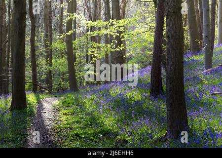 A beautiful blanket of bluebells in an English woodland in spring time in the morning light, with fresh green leaves on the trees and woodland floor. Stock Photo