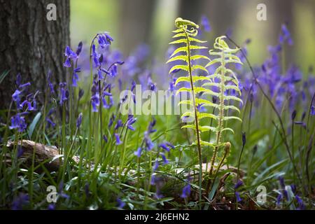 A beautiful blanket of bluebells in an English woodland in spring time in the morning light, with fresh green leaves of unfurling ferns. Stock Photo