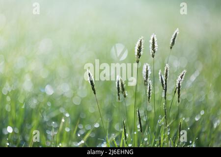 Dew drops glistening on fresh bright green grass in a meadow catching the sunrise light on a beautiful spring morning. Stock Photo