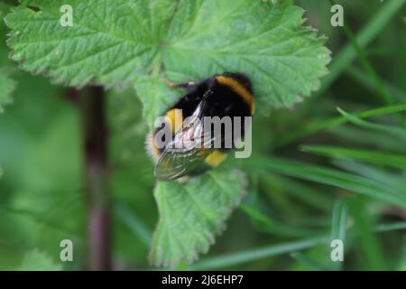 A closeup of a bee that has landed on a leaf in a meadow in Liverpool, United Kingdom. Stock Photo