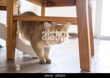 Curious cat carefully walks under the chair and looks excitedly with his green eyes.  Stock Photo